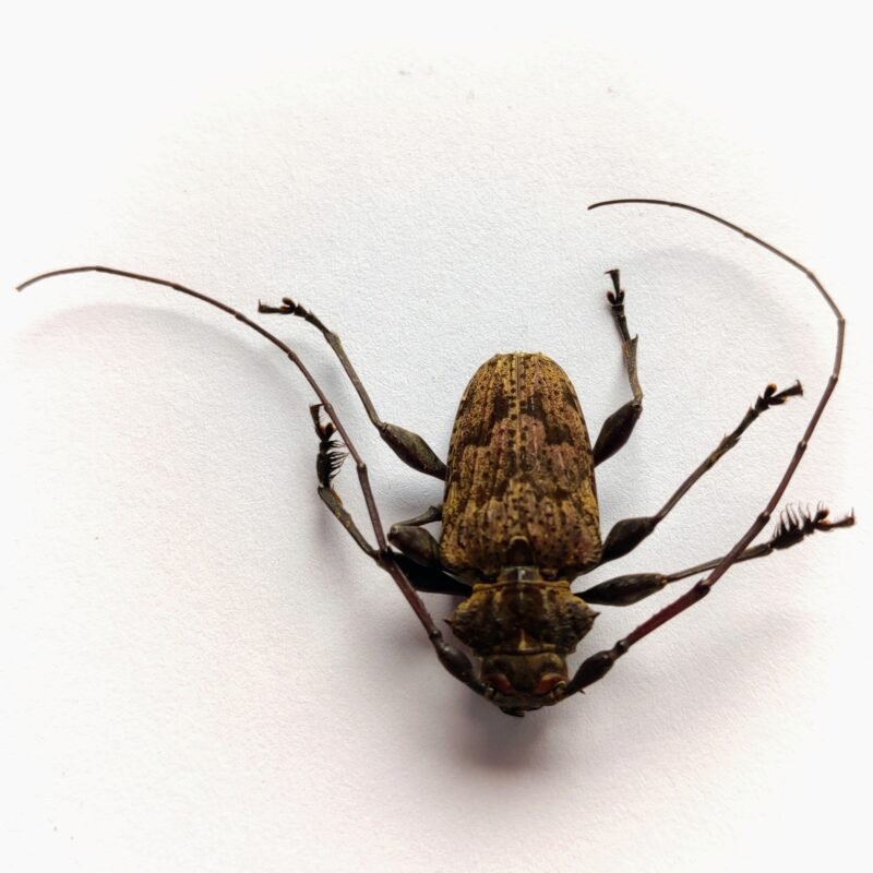 24 Cerambicidae