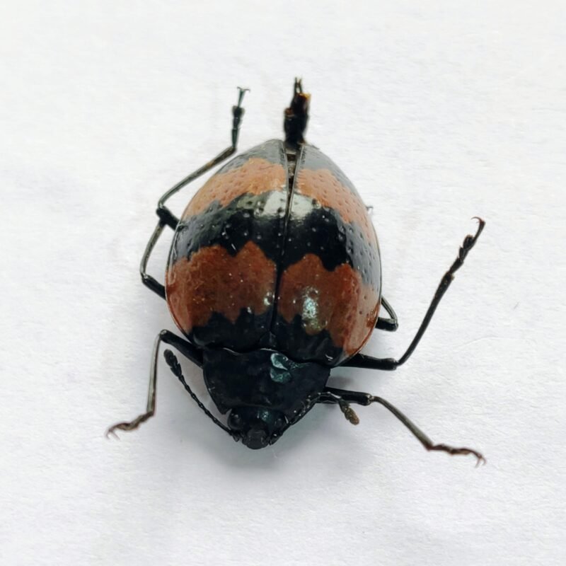 24 Chrysomelidae