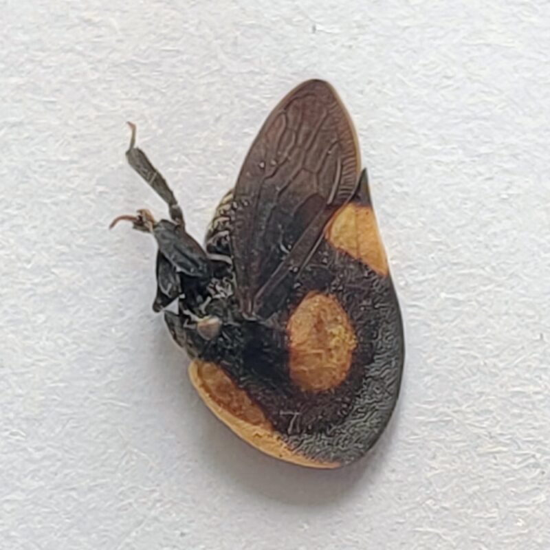 24 Membracidae