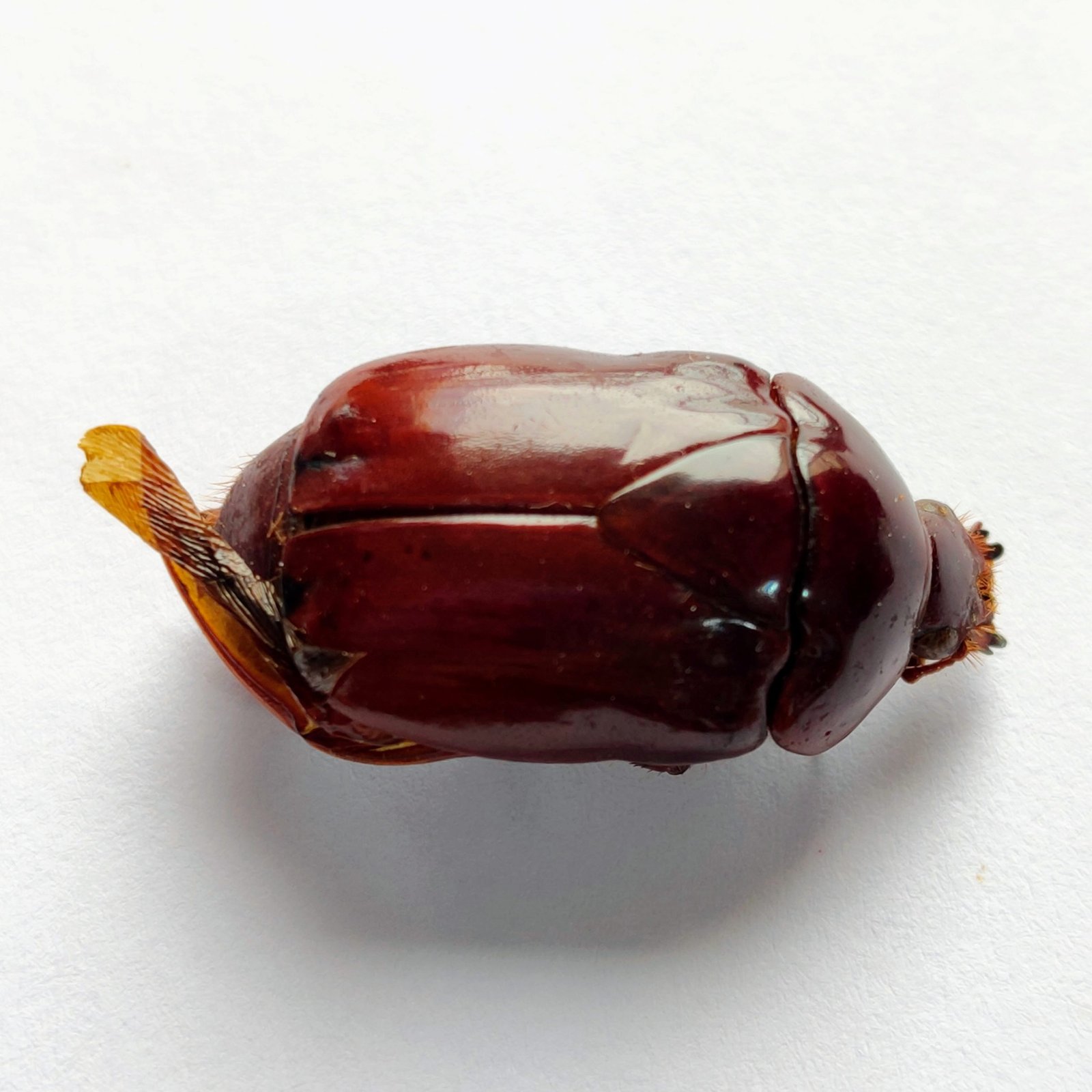 24 Scarabaeidae - Image 2