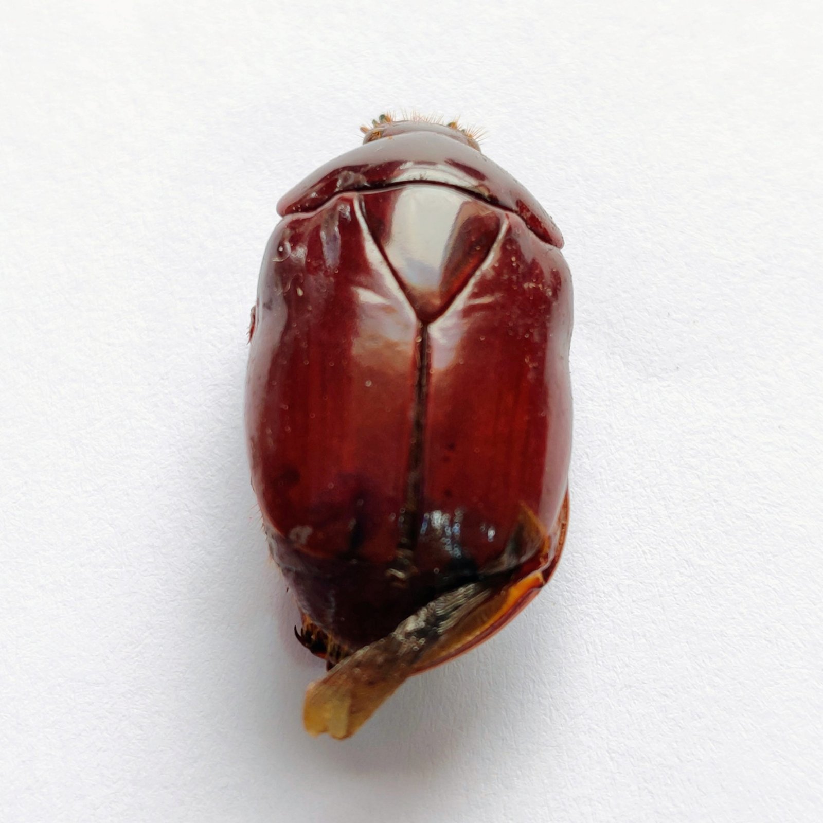 24 Scarabaeidae - Image 3