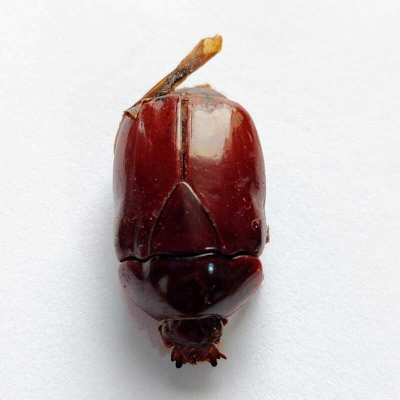 24 Scarabaeidae