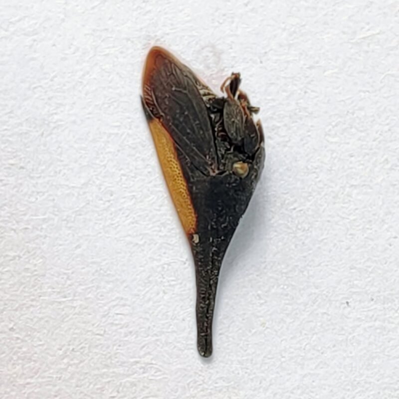 240 Membracidae