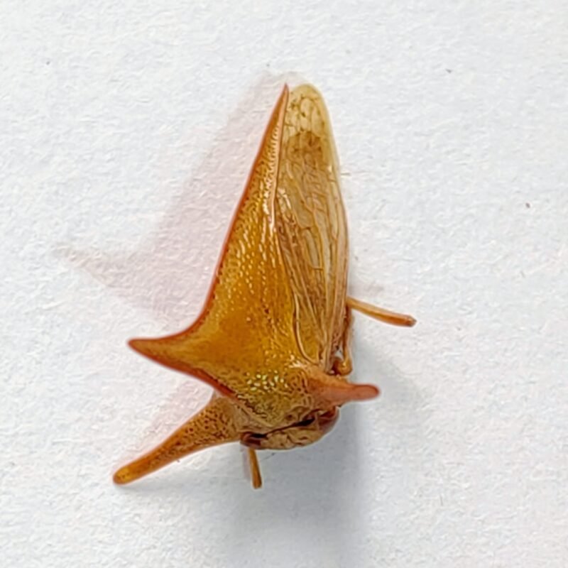 241 Membracidae