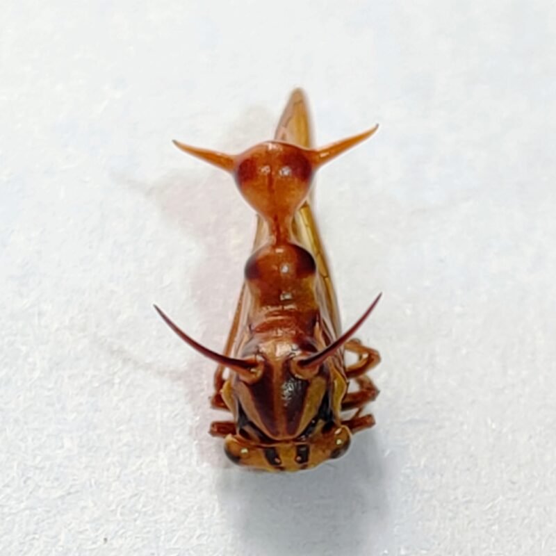 242 Membracidae