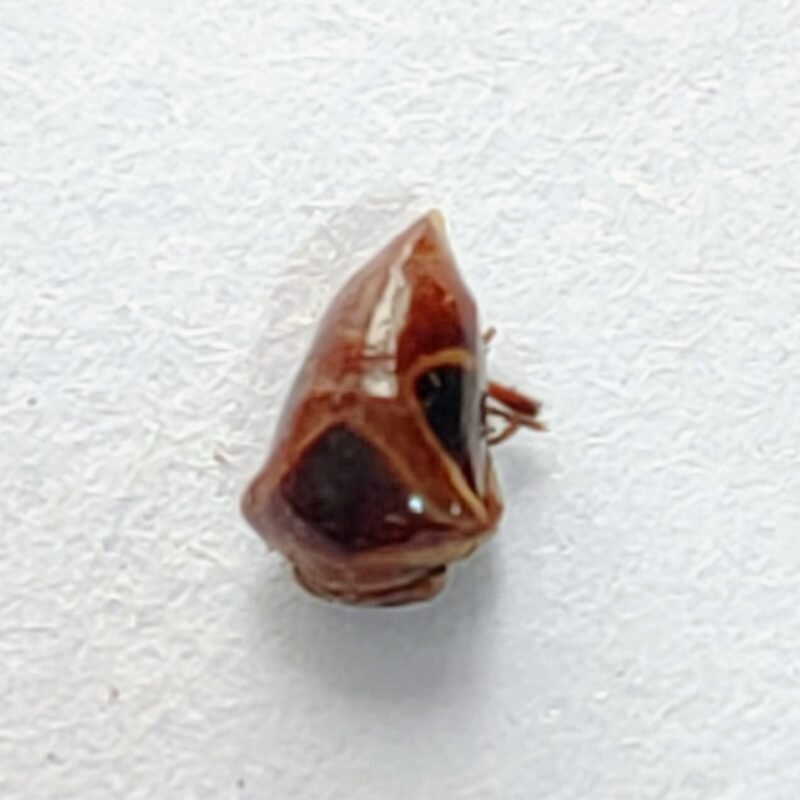 243 Membracidae