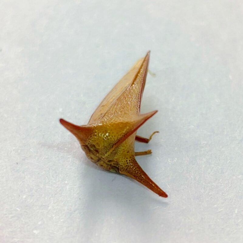 244 Membracidae