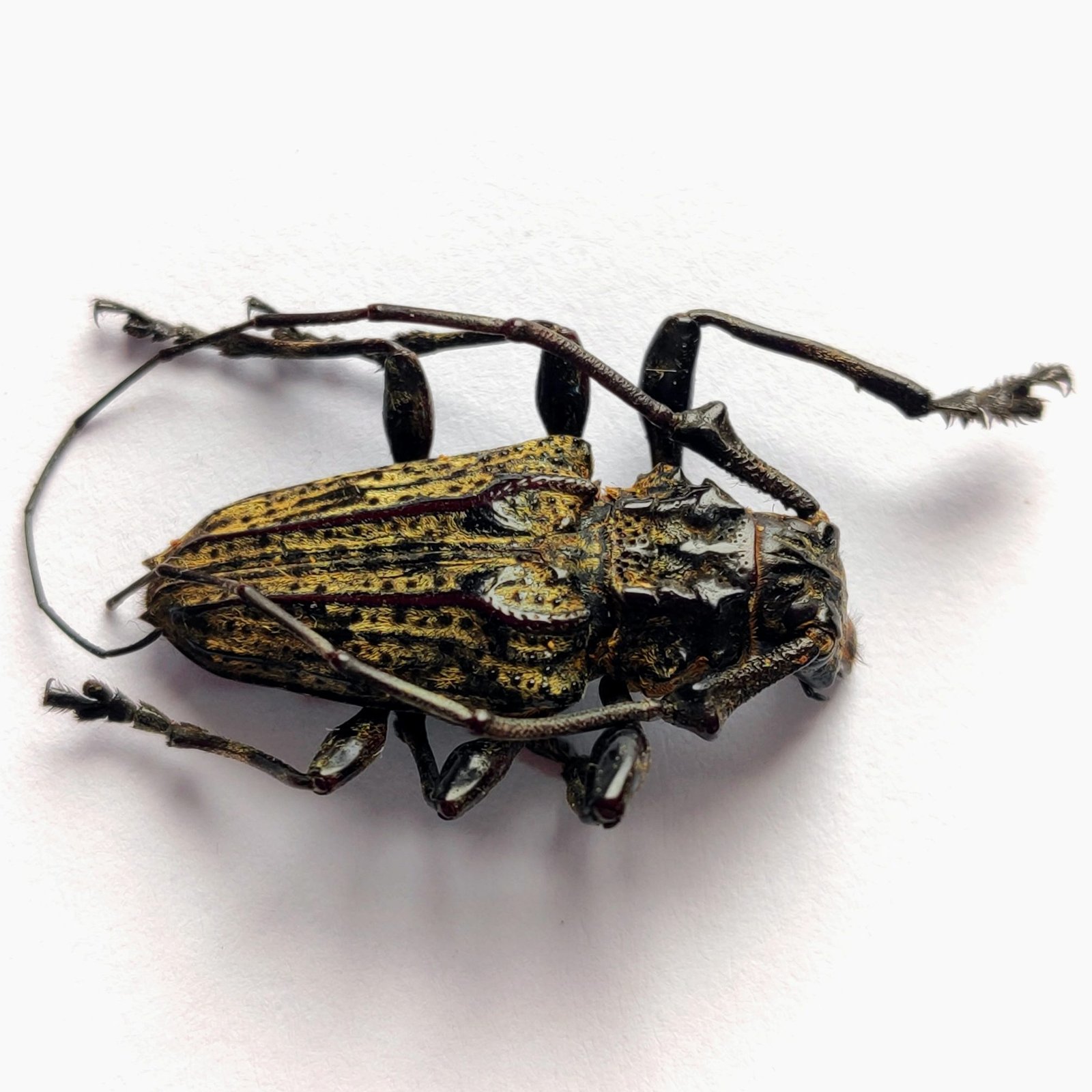 25 Cerambicidae - Image 2