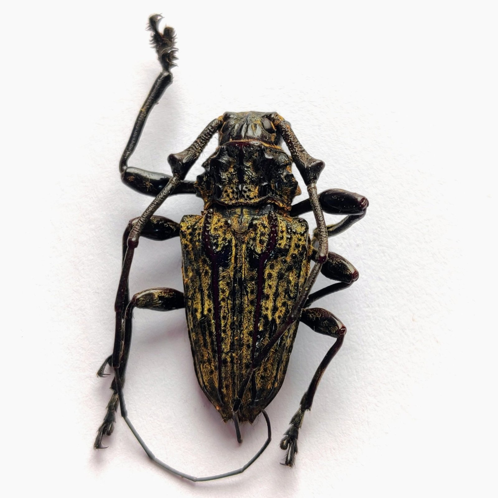 25 Cerambicidae - Image 3