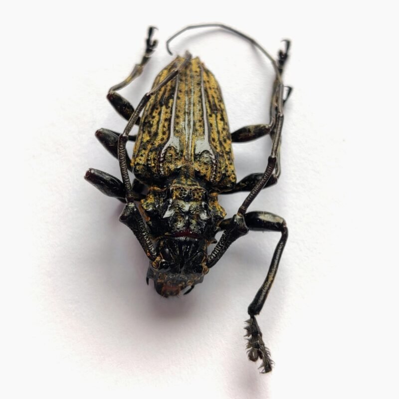 25 Cerambicidae