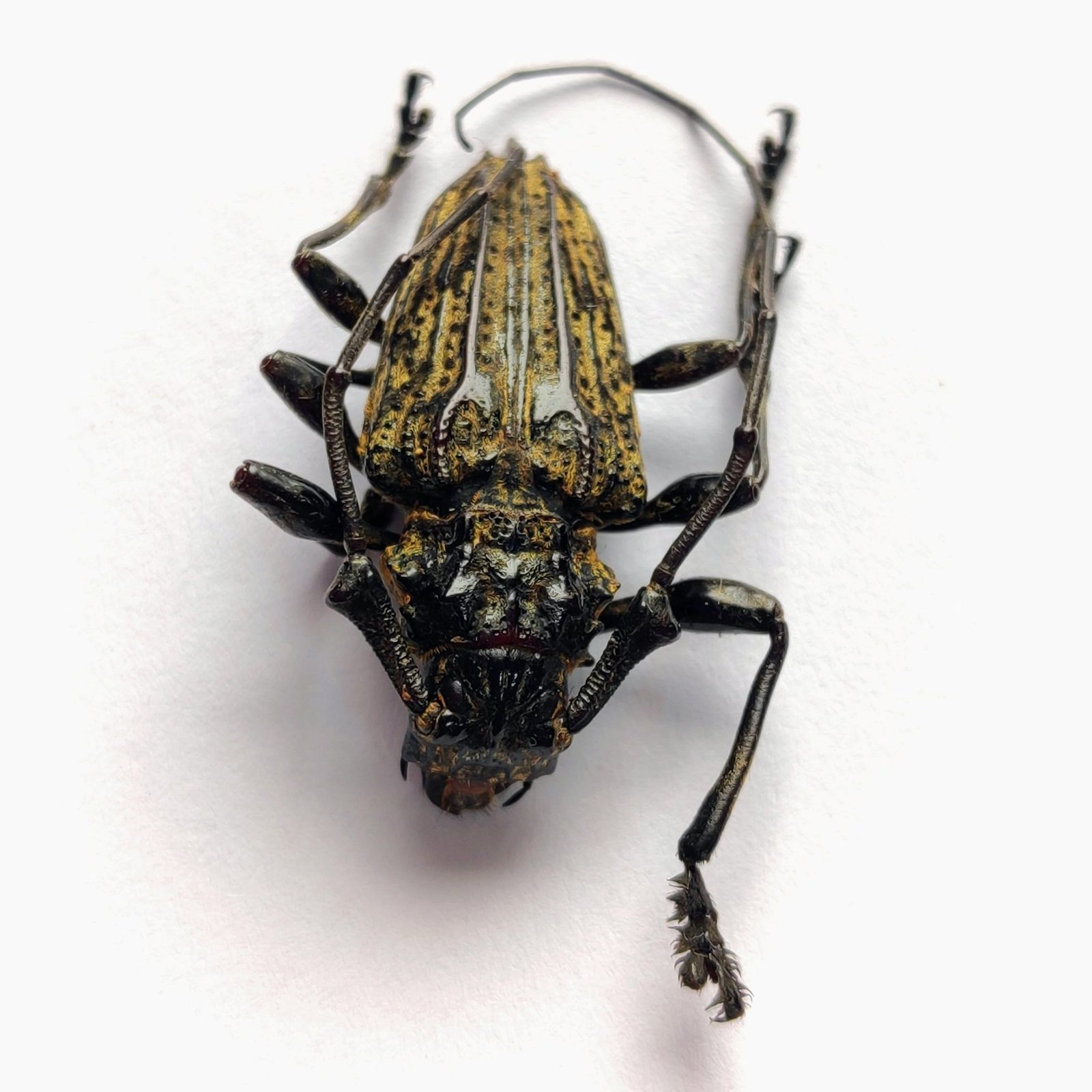 25 Cerambicidae
