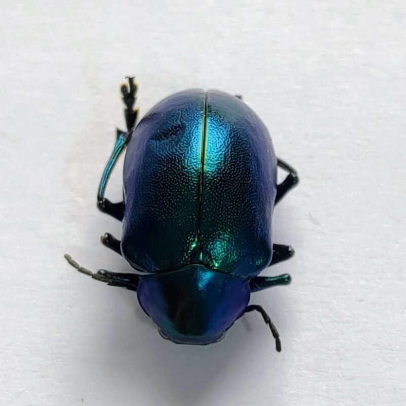 25 Chrysomelidae