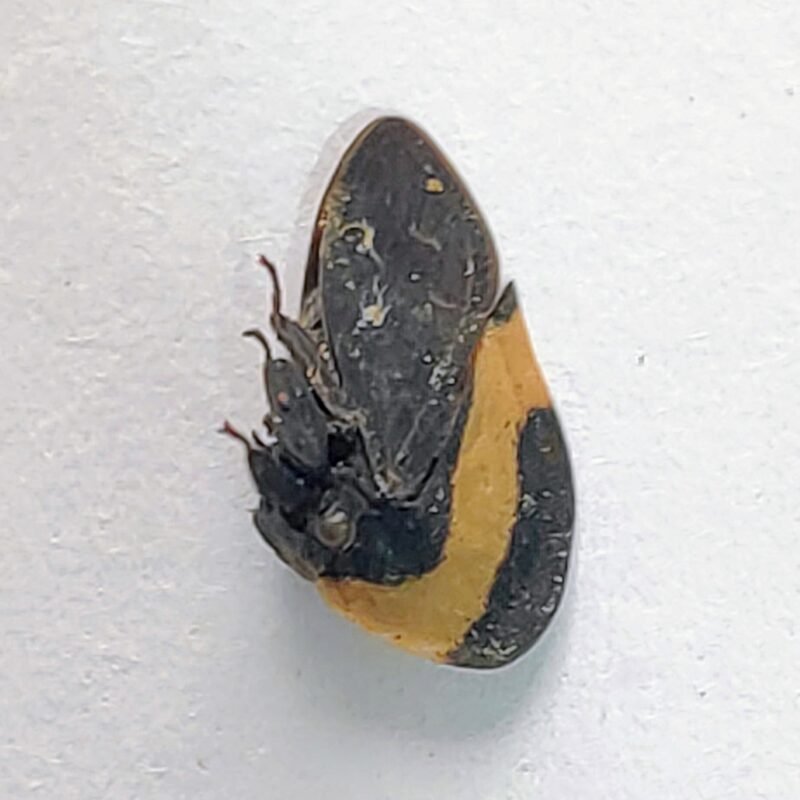 25 Membracidae