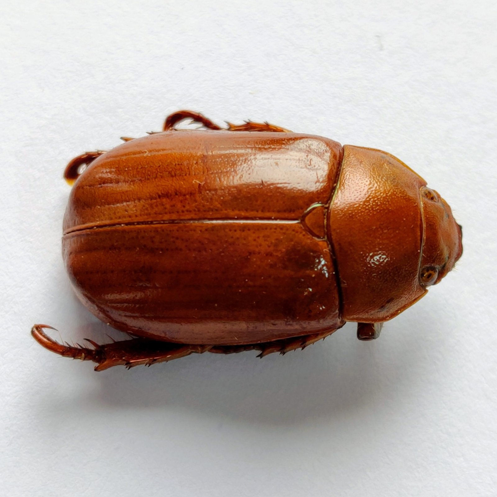 25 Scarabaeidae - Image 2