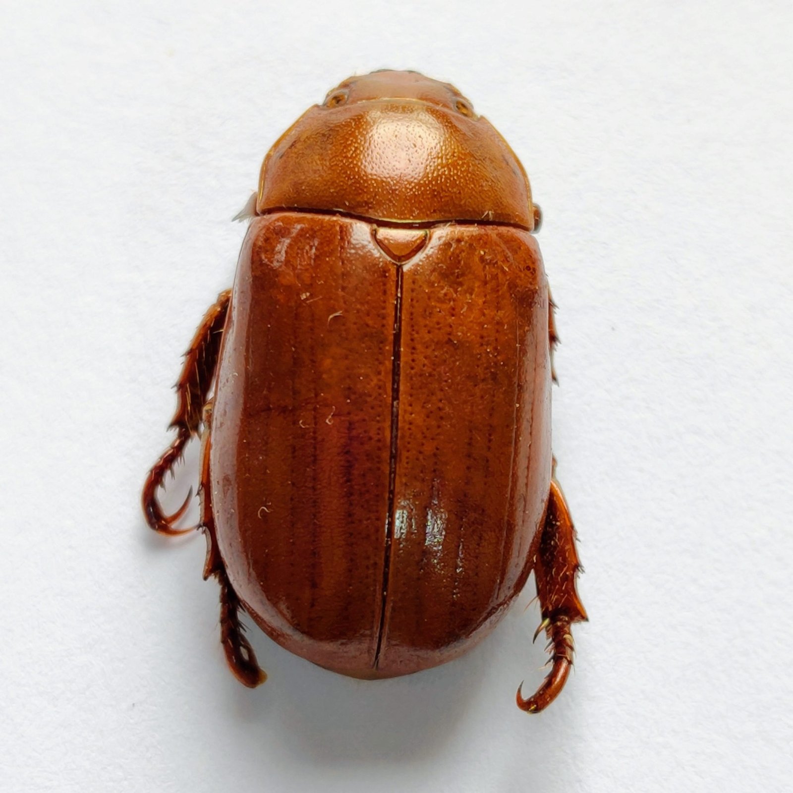25 Scarabaeidae - Image 3
