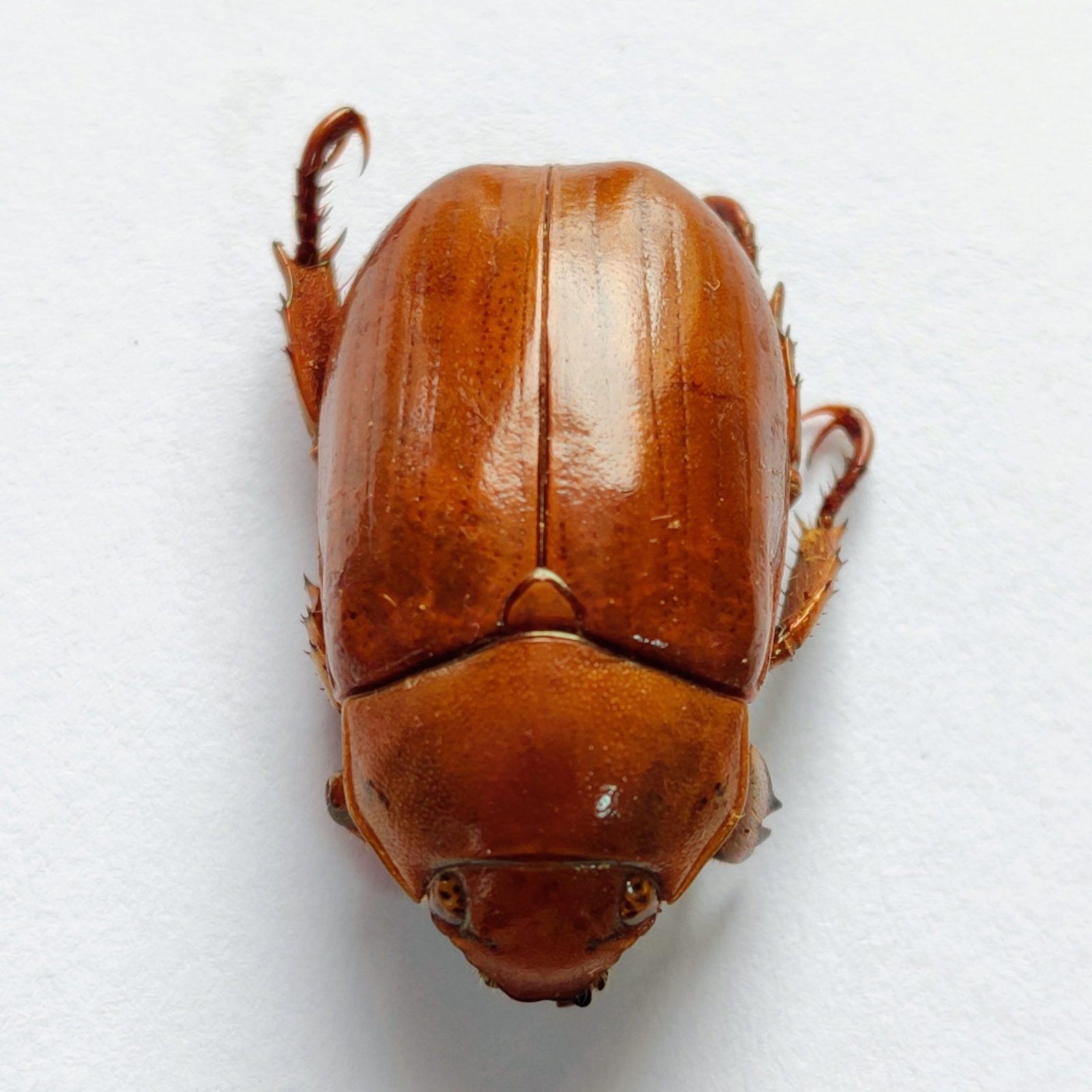 25 Scarabaeidae