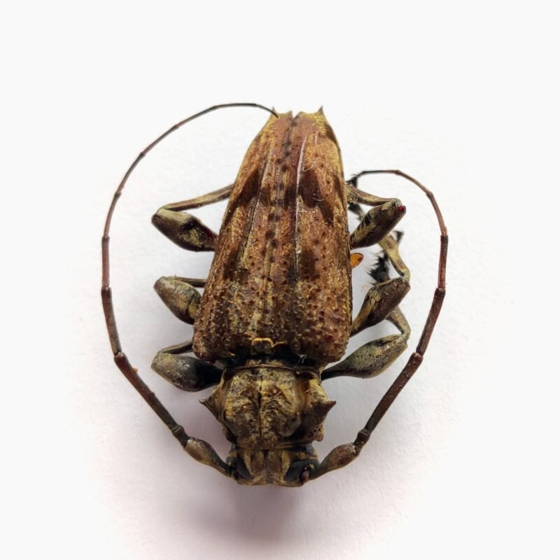 26 Cerambicidae