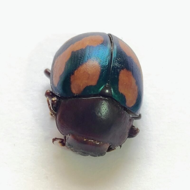 26 Chrysomelidae