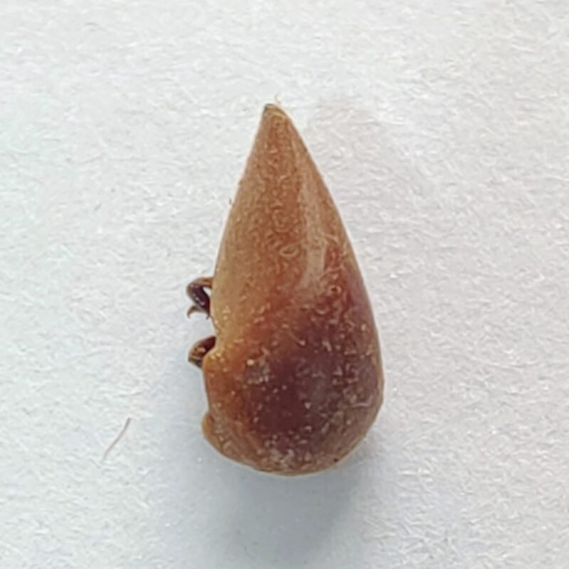 26 Membracidae