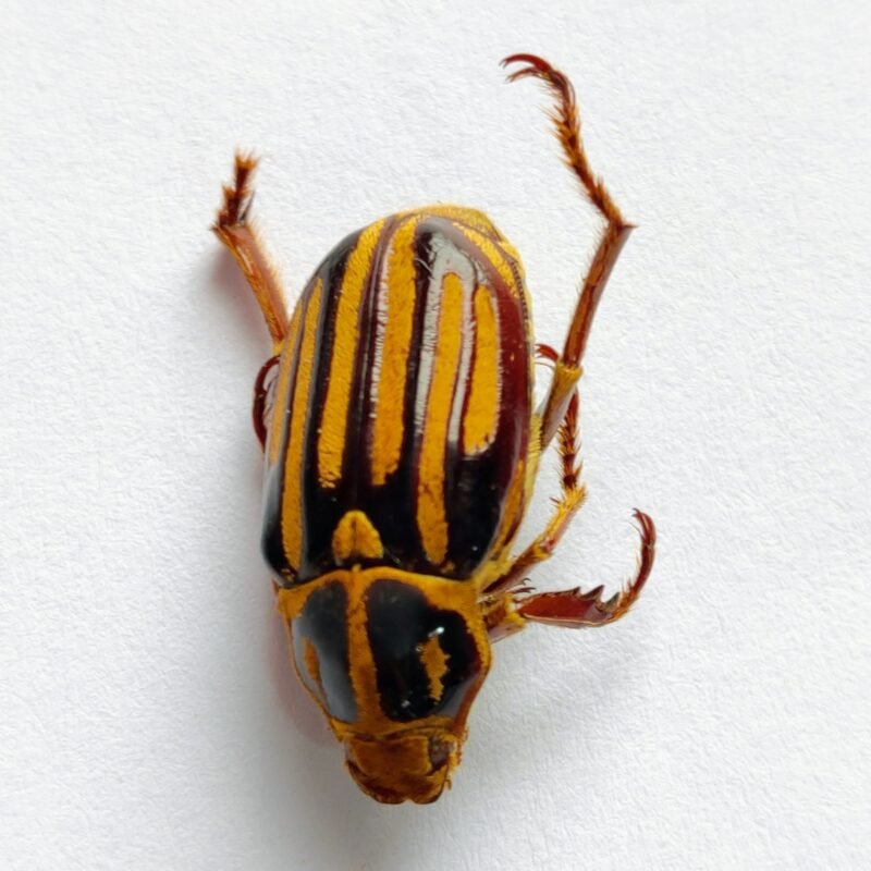 26 Scarabaeidae