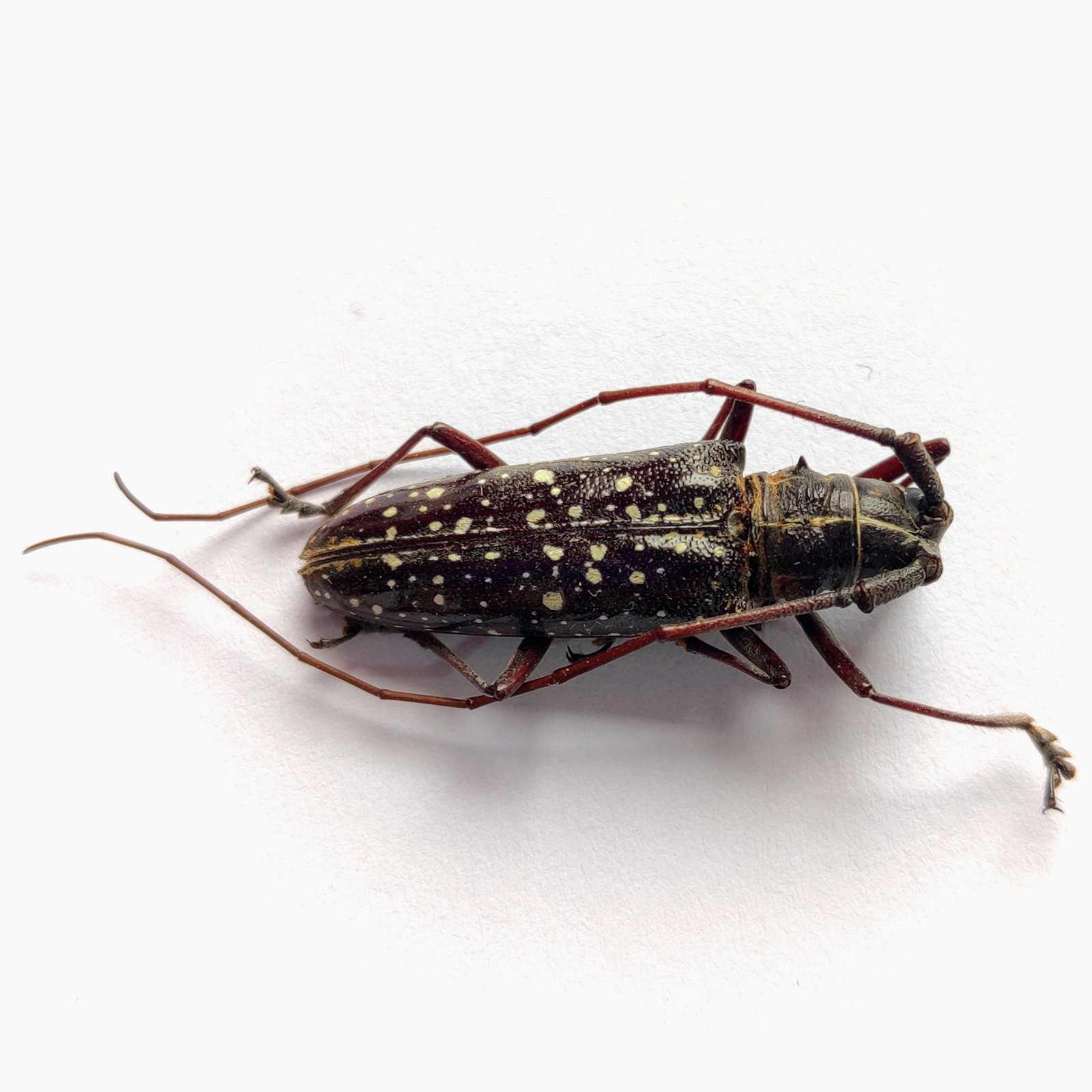 27 Cerambicidae - Image 2