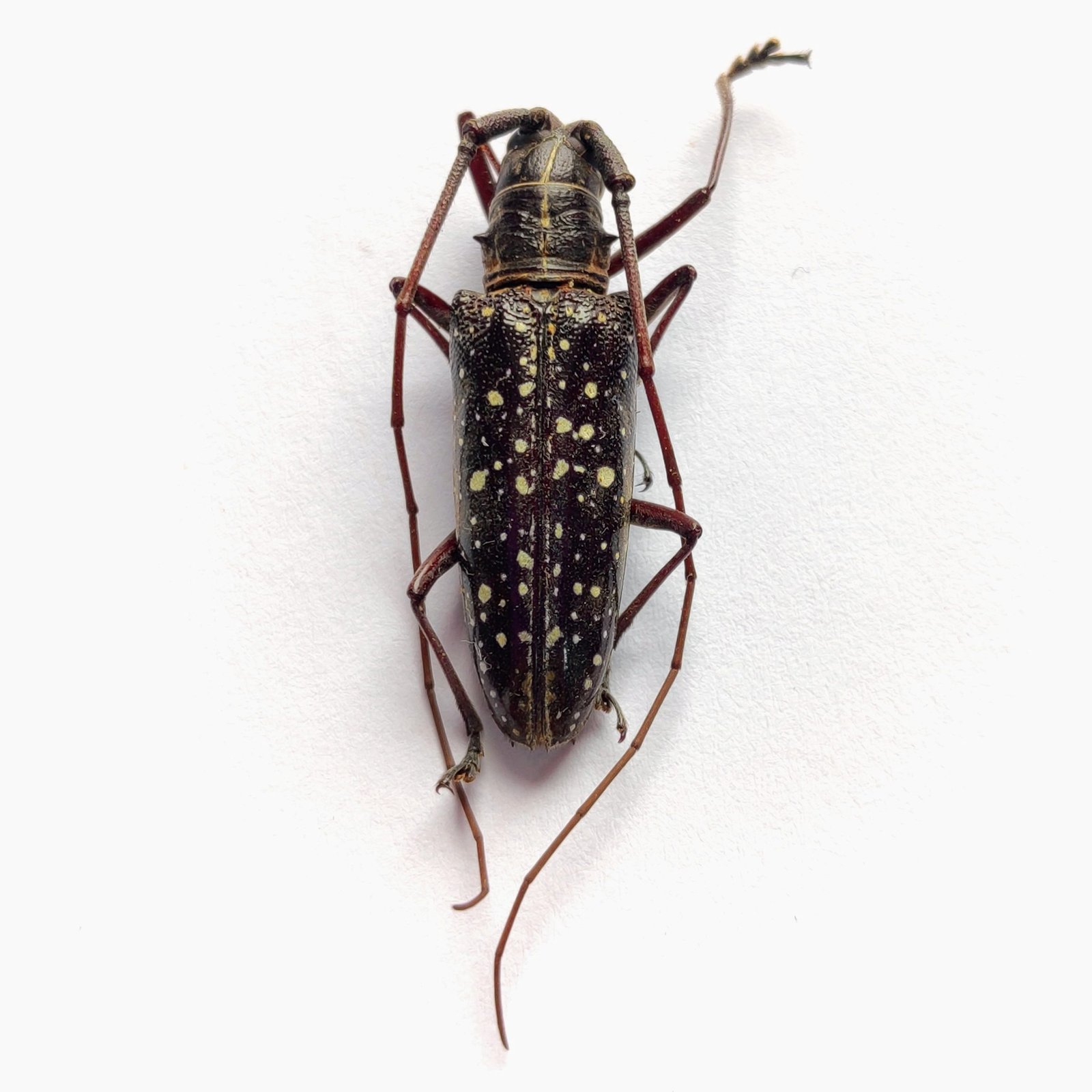 27 Cerambicidae - Image 3