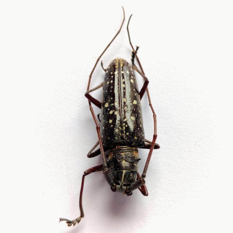 27 Cerambicidae
