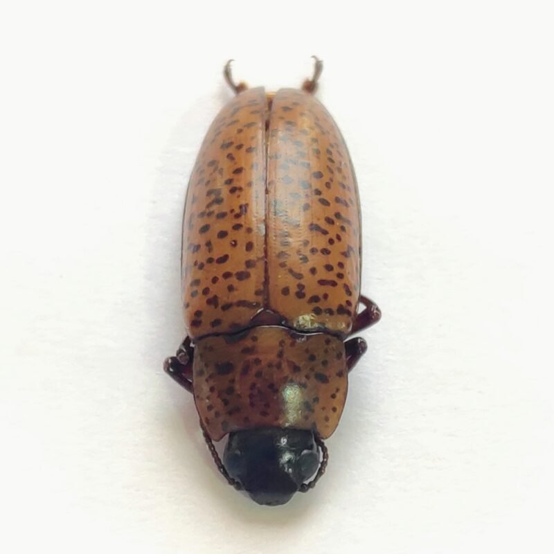 27 Chrysomelidae