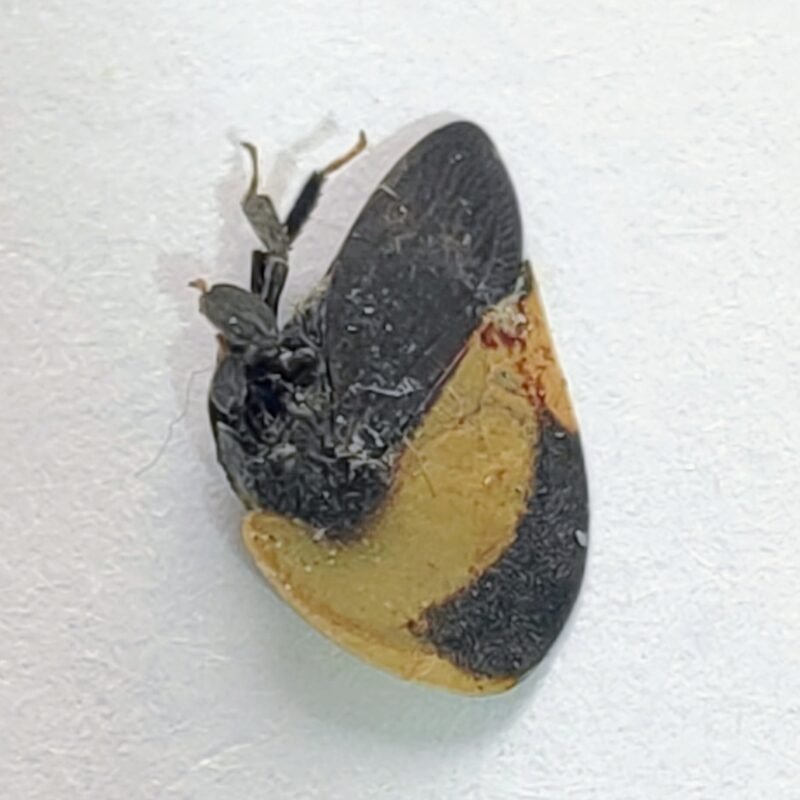 27 Membracidae
