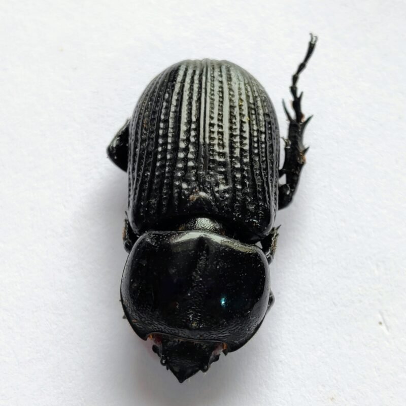 27 Scarabaeidae