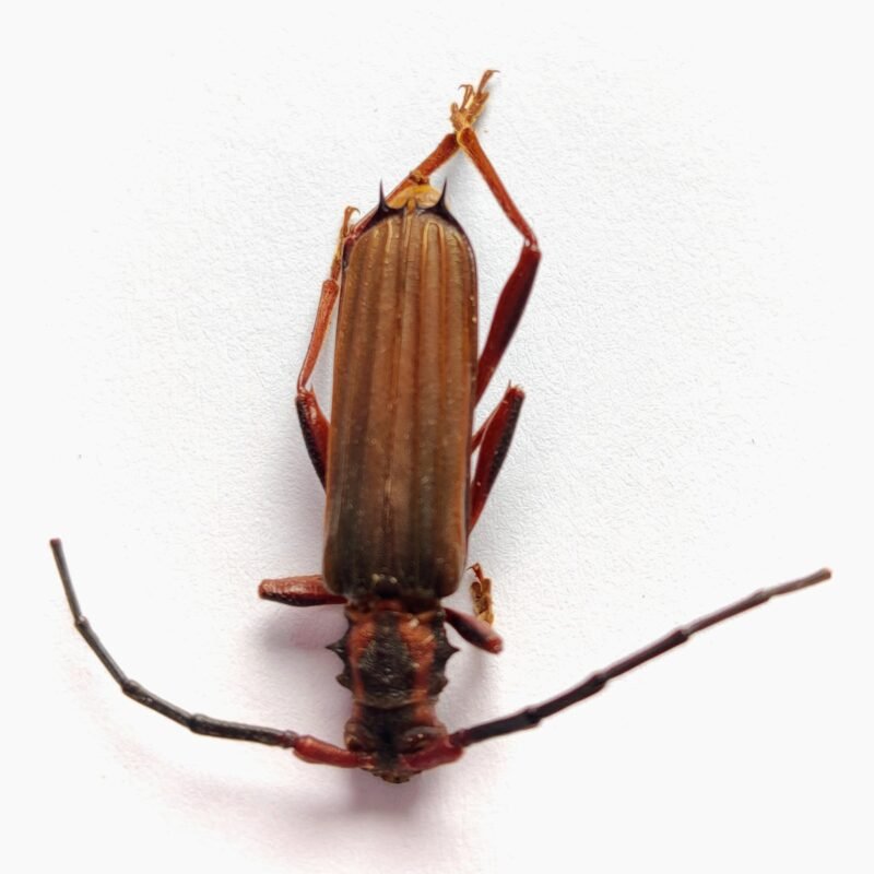 28 Cerambicidae