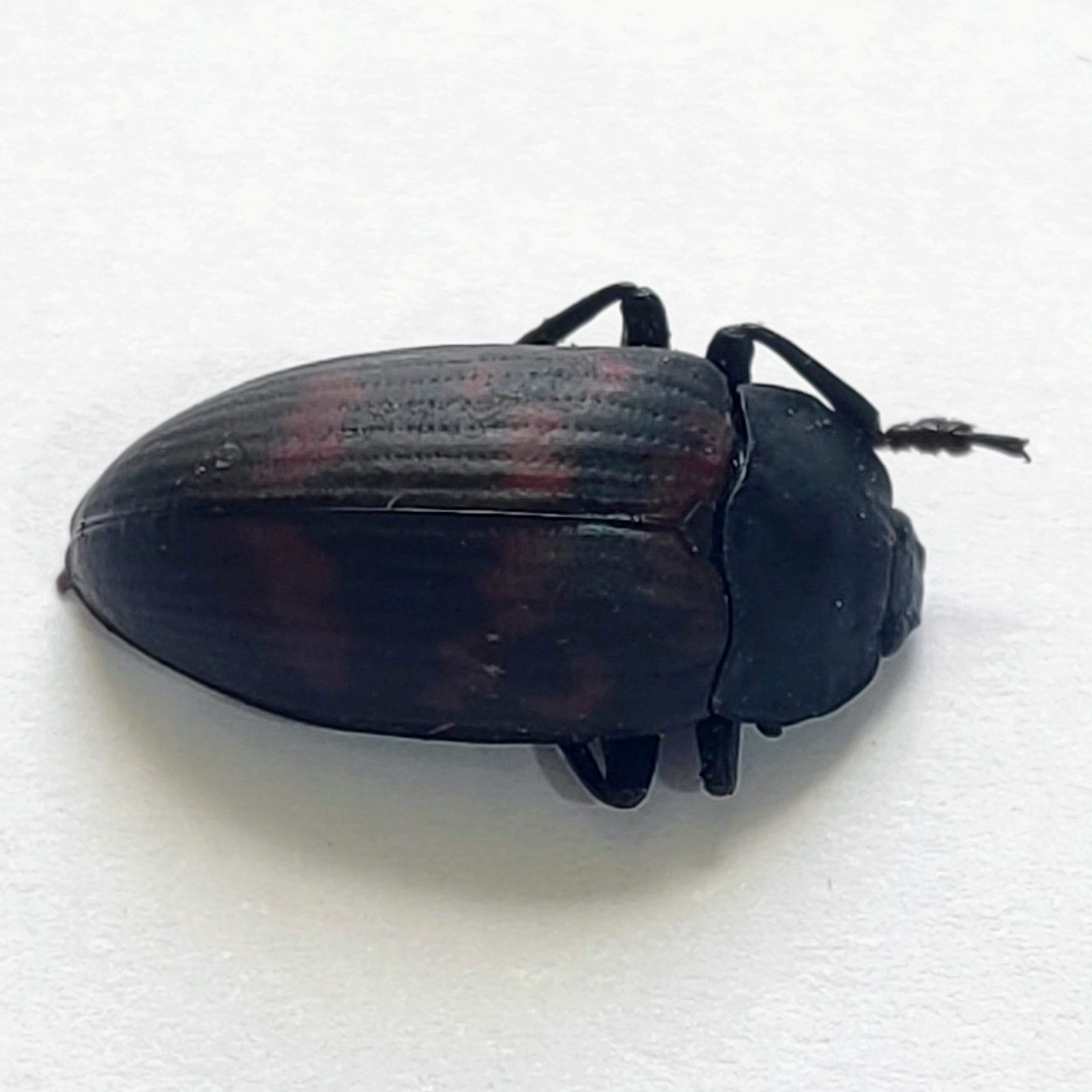 28 Chrysomelidae - Image 2