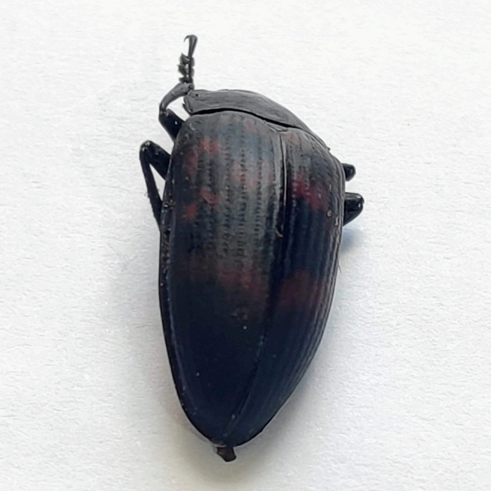 28 Chrysomelidae - Image 3