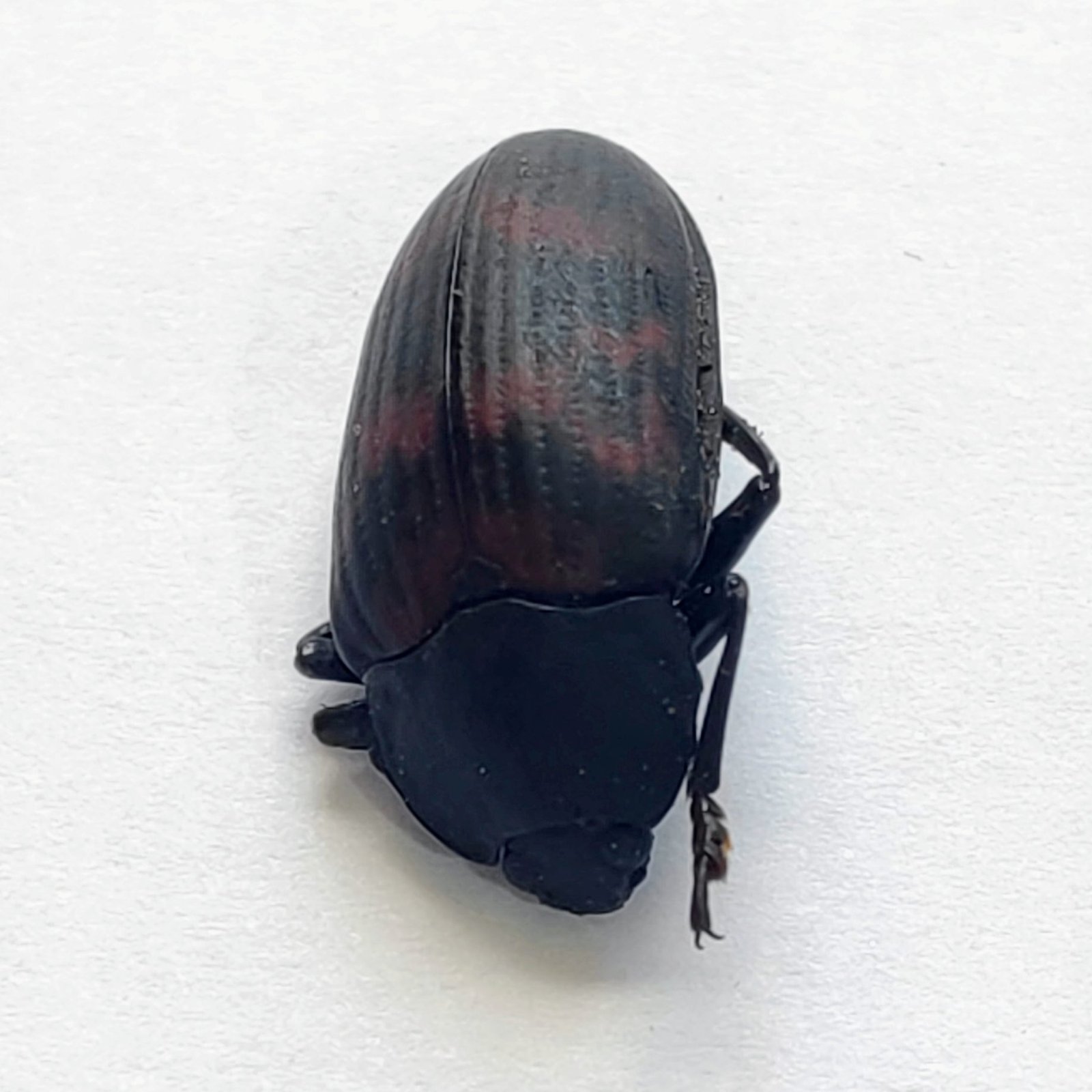 28 Chrysomelidae
