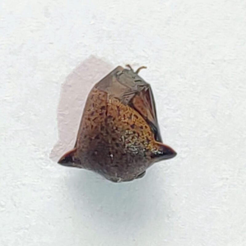28 Membracidae