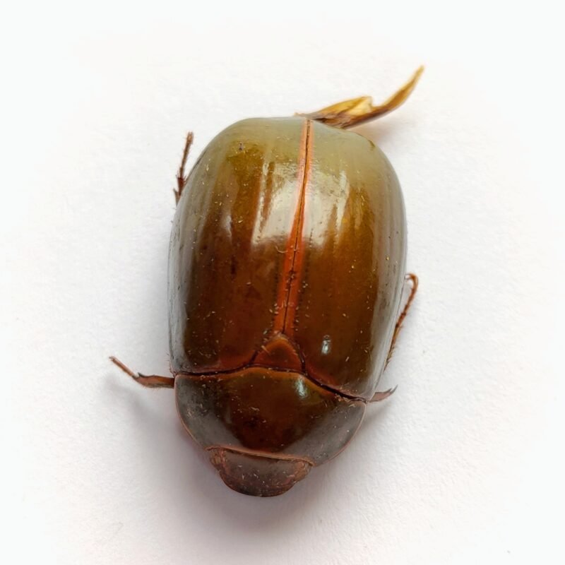 28 Scarabaeidae