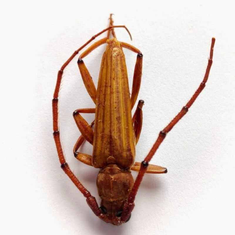 29 Cerambicidae