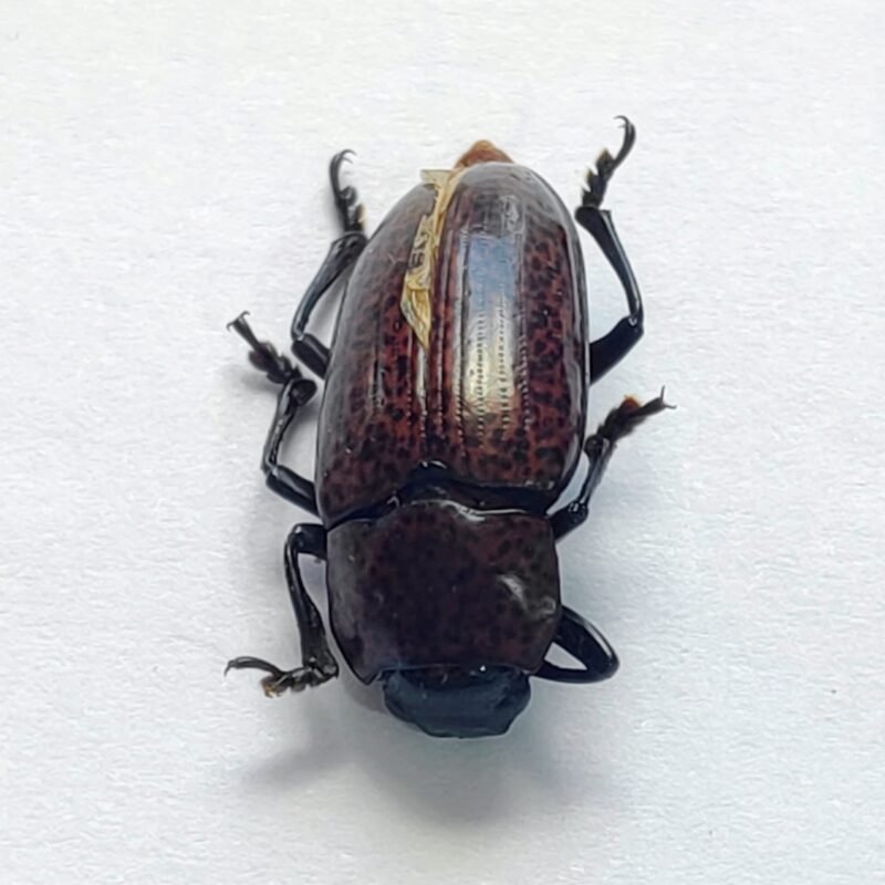 29 Chrysomelidae