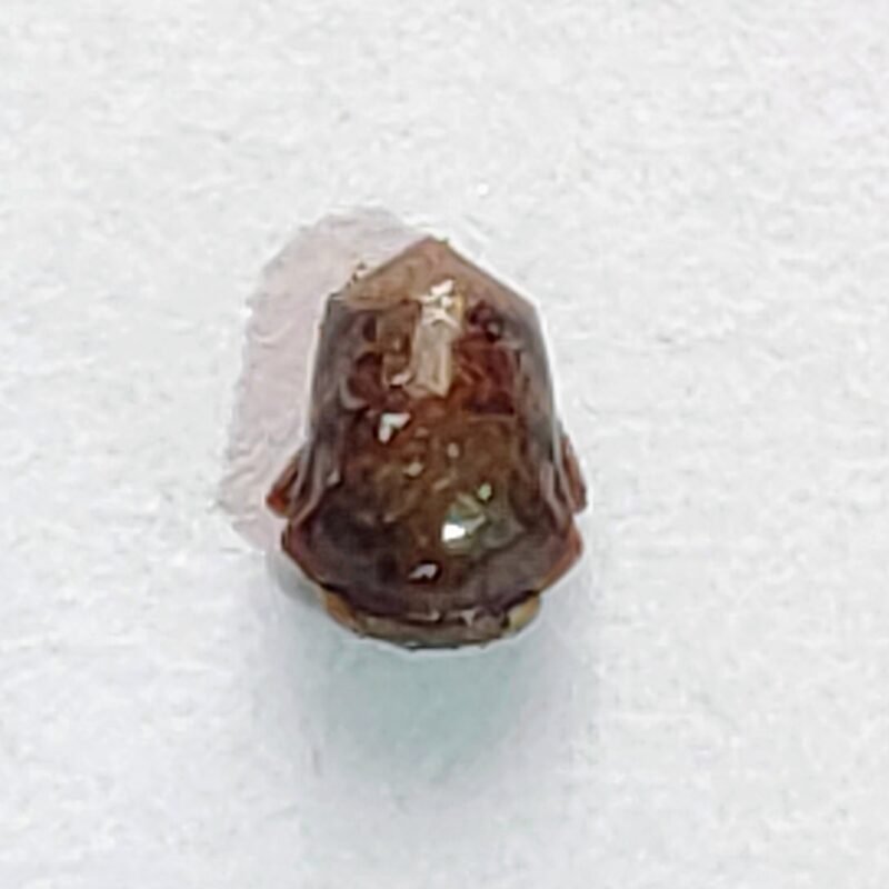 29 Membracidae