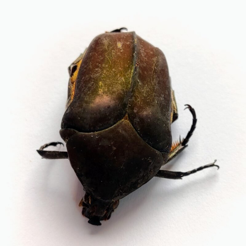 29 Scarabaeidae