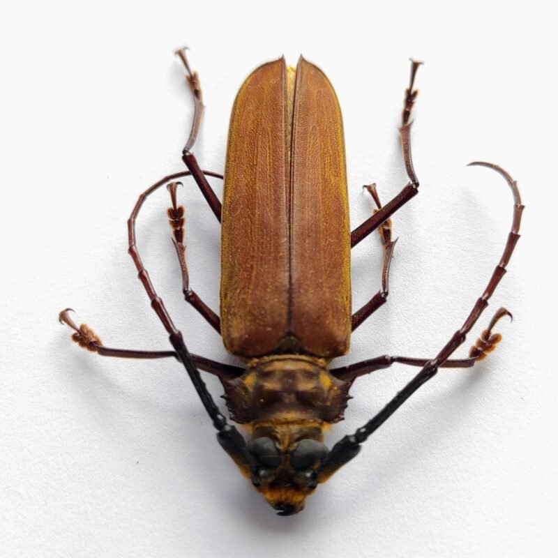 3 Cerambicidae