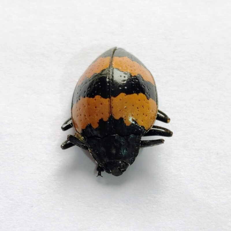 3 Chrysomelidae