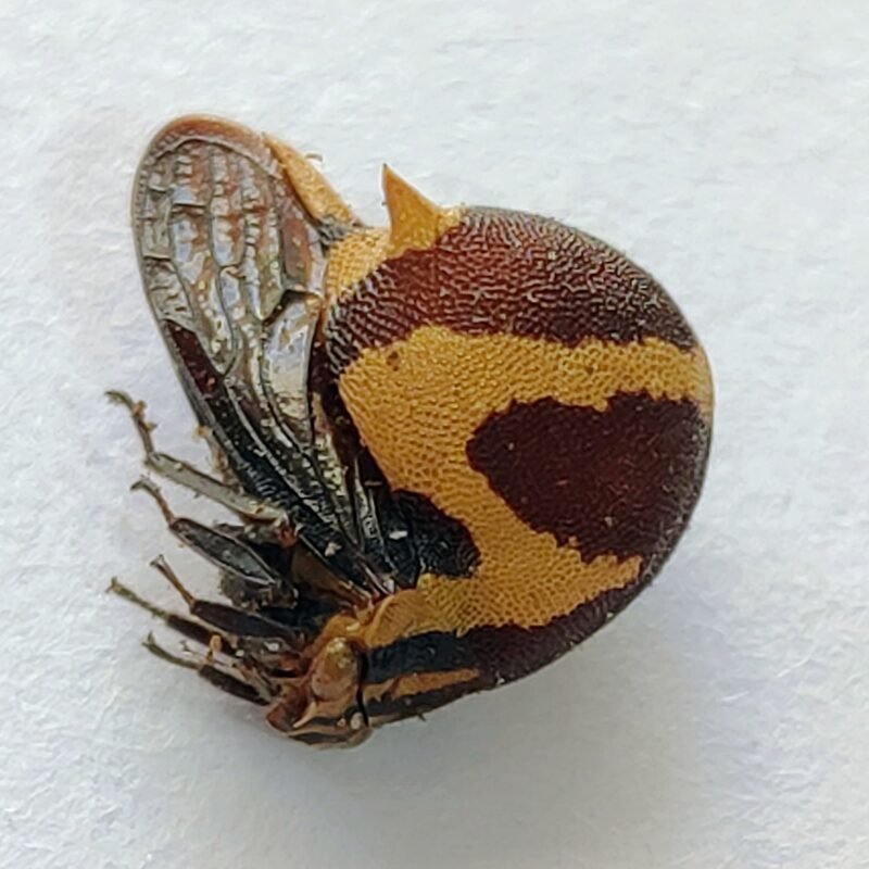3 Membracidae