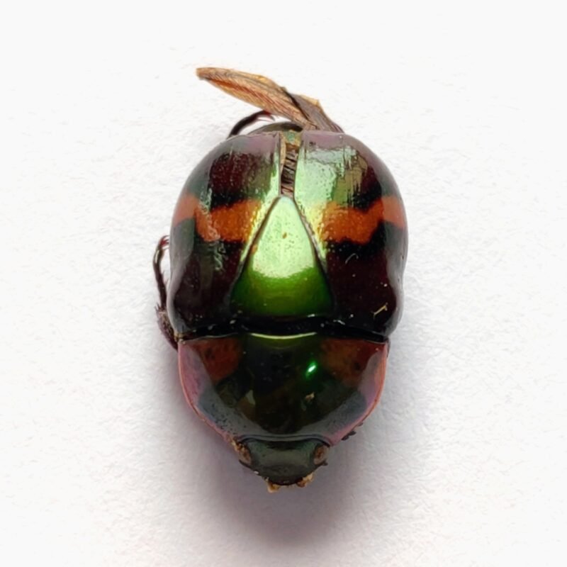 3 Scarabaeidae