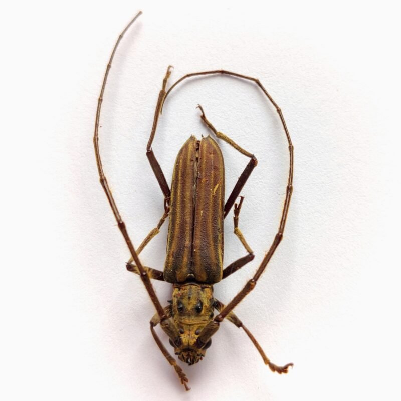 30 Cerambicidae