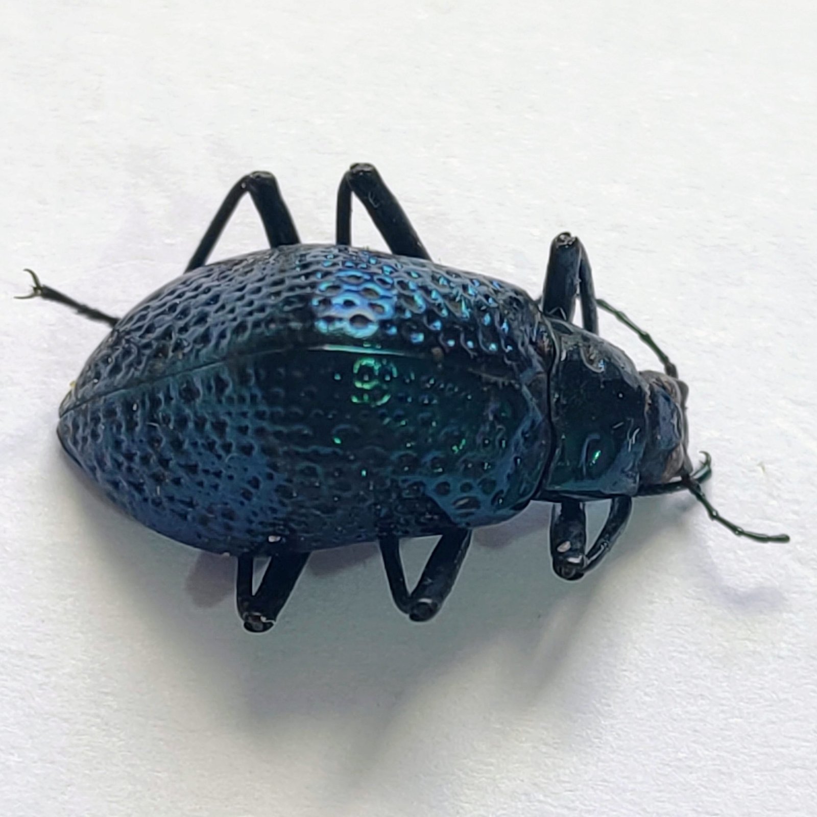 30 Chrysomelidae - Image 2