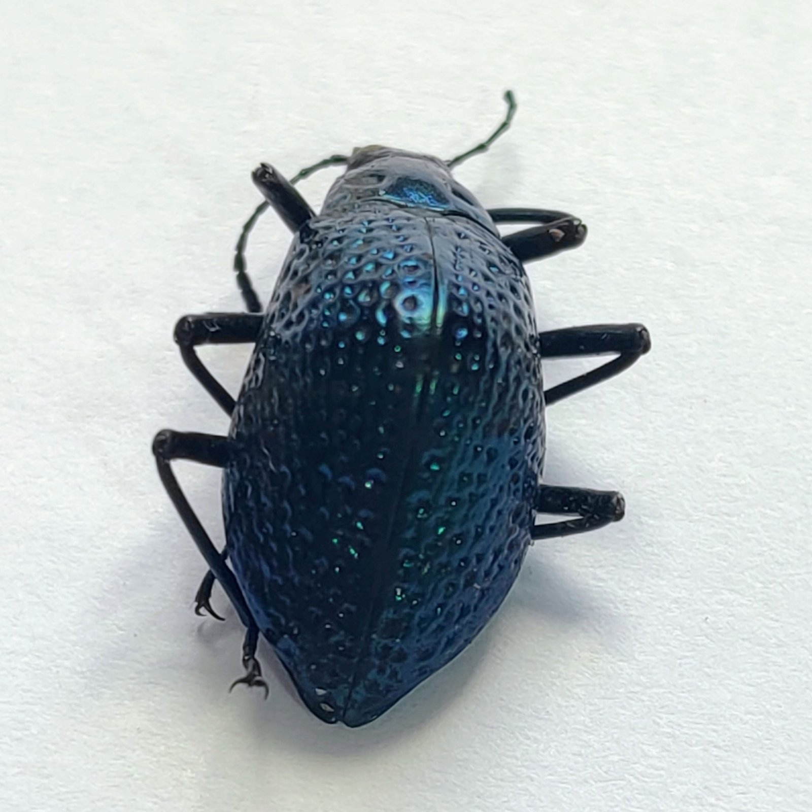 30 Chrysomelidae - Image 3