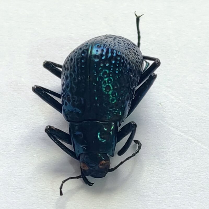 30 Chrysomelidae