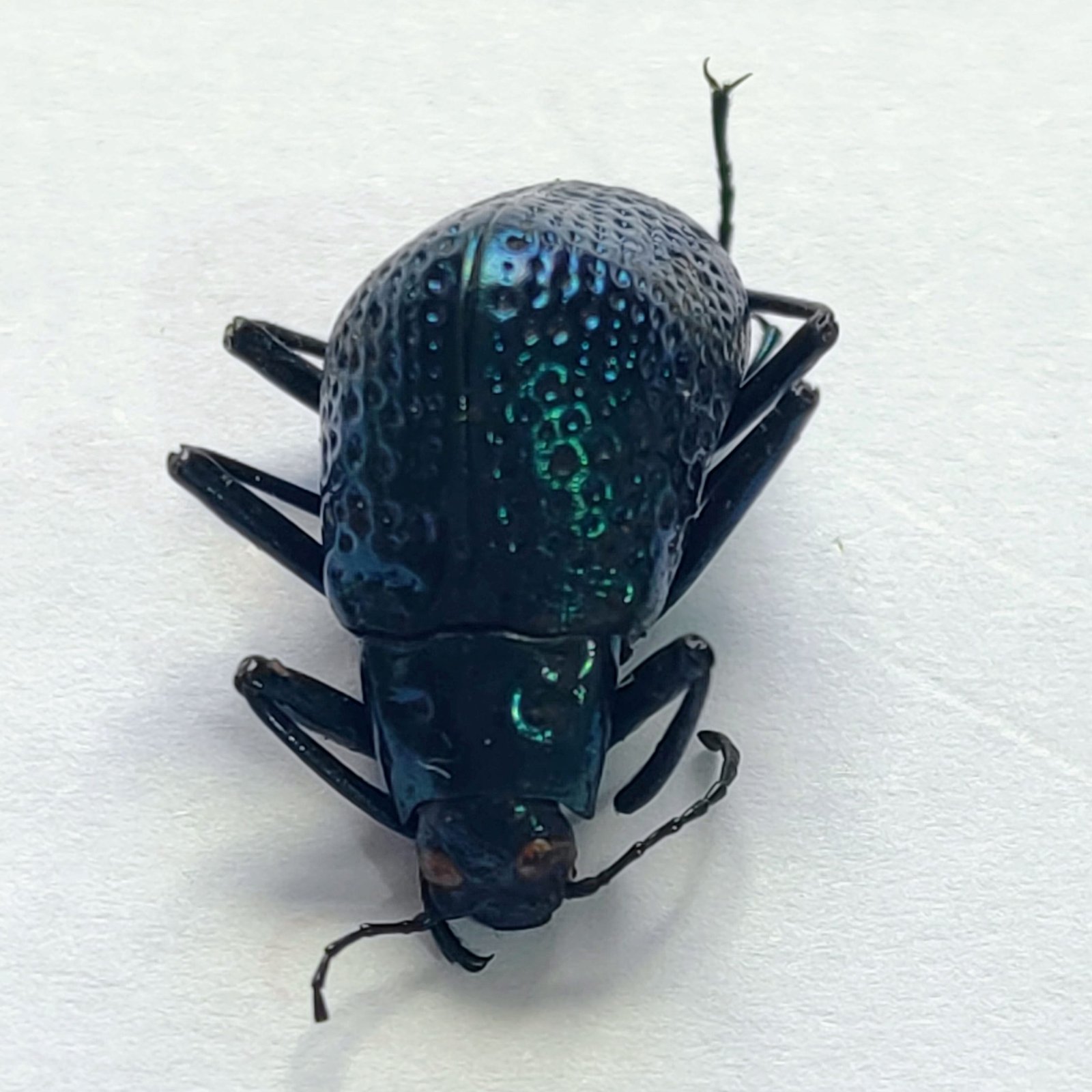 30 Chrysomelidae