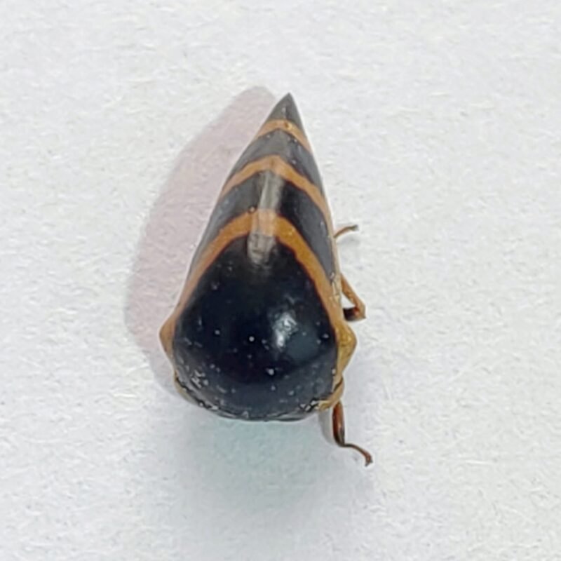 30 Membracidae